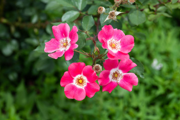 Fototapeta premium ピンク色のばら「ピンクメイディランド」の花のアップ 