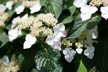 白いあじさいの花のアップ