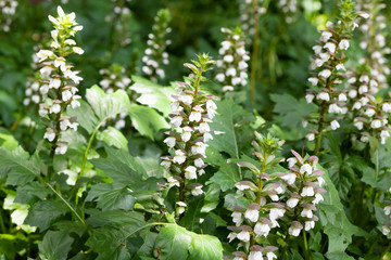 白いアカンサスの花