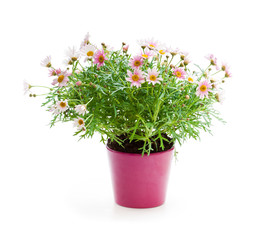 Pink  Daisies Marguerite perennials in flower pot isolated on white