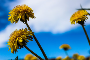 Obraz premium dandelions yellow flowers and blue sky