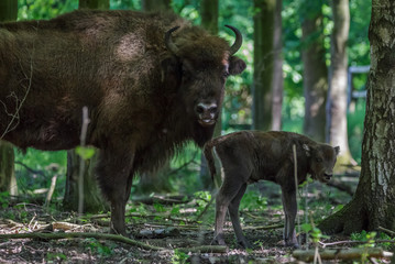 European Bison - Wisent with calf