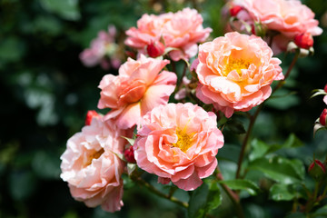 ピンクとオレンジのばら「ウーメロ」の花のアップ