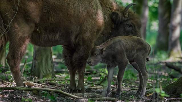 European Bison - Wisent with calf