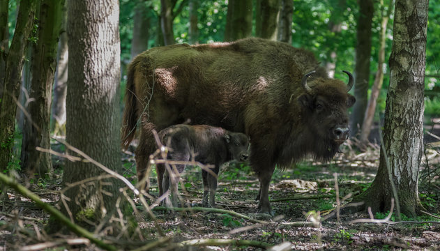 European Bison - Wisent with calf