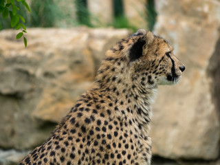 Guépard