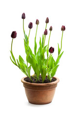 Home  grown black tulips in the pot isolated on white