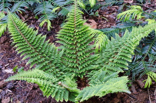 Soft shield fern - Polystichum Setiferum. Plumosum Densum