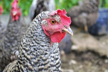 взгляд курицы