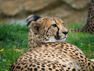 Guépard