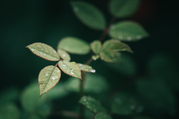 Garden details. 