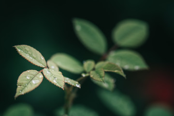 Garden details. 