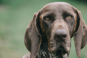 German pointer dog portrait