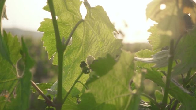 Slow motion sunset sun through the vine young grapes and unripe clusters of grapes sway in the wind