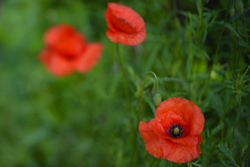 Red Poppies . Wildflower in the meadow 