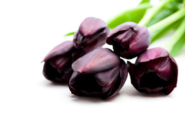 Macro  image of black tulips isolated on white