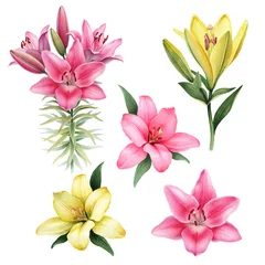 Store enrouleur Lis Illustrations à l& 39 aquarelle de fleurs de lys