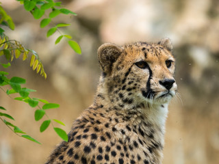 Guépard