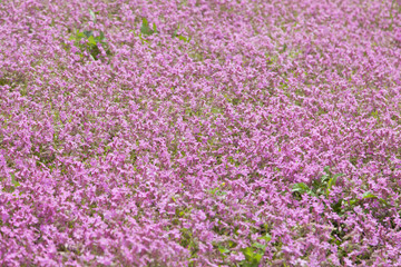 Beautiful May flowers