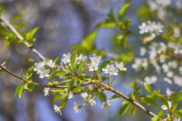 Blossoming apple tree, white flowers on green branches on a blue