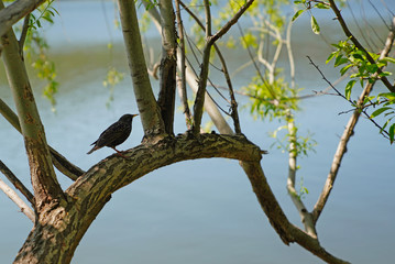 One starling standing on tree and blurred lake and forest in background