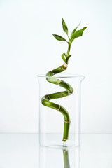 Plant In Laboratory Glass On White Background