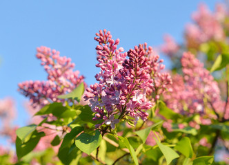 Obraz premium Flowering lilac bush.