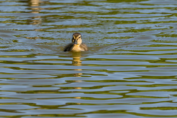 Single duckling swimming on a calm lake at sunset