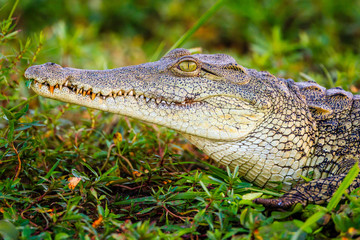 Crocodile in Liwonde N.P. - Malawi