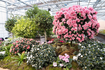 Obraz premium Large flowering azaleas in the conservatory