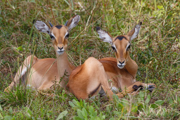 Impalas herd in Liwonde N.P. - Malawi