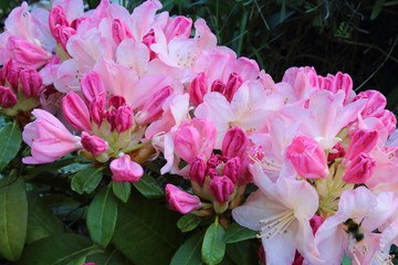 Fleurs rose de rhododendron vari&eacute;t&eacute; Percy Wiseman gros plan