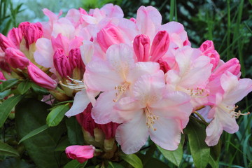 Fleurs rose de rhododendron variété Percy Wiseman