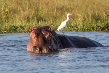 Hippopotamus (Hippos) in Liwonde N.P. - Malawi