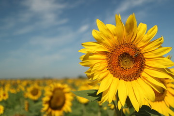 Picture of a sunflower.