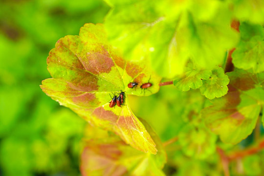 Group of red beetle (Lilioceris cheni, also know as air potato leaf beetle) on Pelargonium graveolens