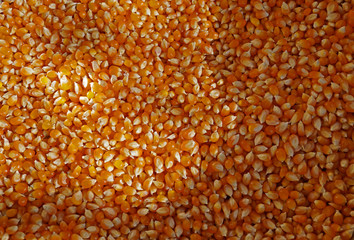 Yellow popcorn kernels as background.