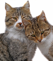 Couple of two loving cats rub each others on isolated white background