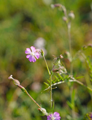 Geranium flowers in bloom and bud