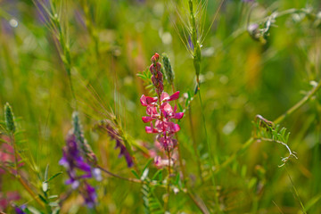 Pink lupines flowers in summer garden or park, outdoor floral nature background
