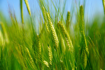 Green wheat in the field.