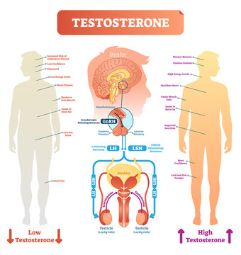 Testosterone anatomical and biological body diagram with brain and male reproductive organ cross sections. Medical vector illustration scheme.