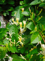 Lonicera japonica Thunb or Japanese honeysuckle yellow and white flower in garden.
