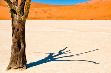 Colorful dunes at Deadvlei in the Namib Desert in Namibia, Southern Africa