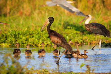 Yellow-billed stork (Mycteria ibis) in Liwonde N.P. - Malawi