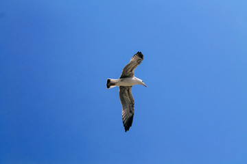 Bird in the blue sky