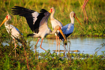 Yellow-billed stork (Mycteria ibis) in Liwonde N.P. - Malawi