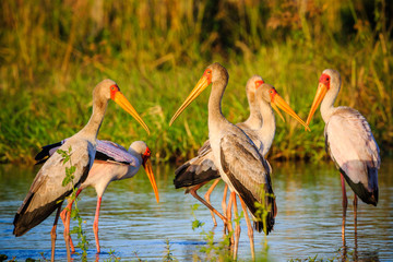 Yellow-billed stork (Mycteria ibis) in Liwonde N.P. - Malawi