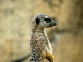 Suricate