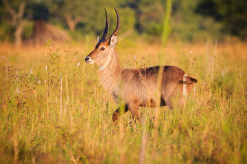 Waterbuck antelope in Liwonde N.P. - Malawi